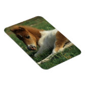 Miniatuurslachtafvallen Magneet (Rechterzijde)