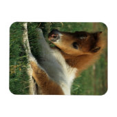 Miniatuurslachtafvallen Magneet (Horizontaal)