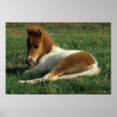 Miniatuurslachtafvallen Poster (Voorkant)