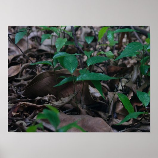 minibos poster (Voorkant)