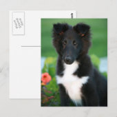 minicollie briefkaart (Voorkant / Achterkant)