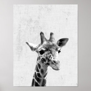 Minimale Giraffe voor zwarte en witte peekaboo Poster