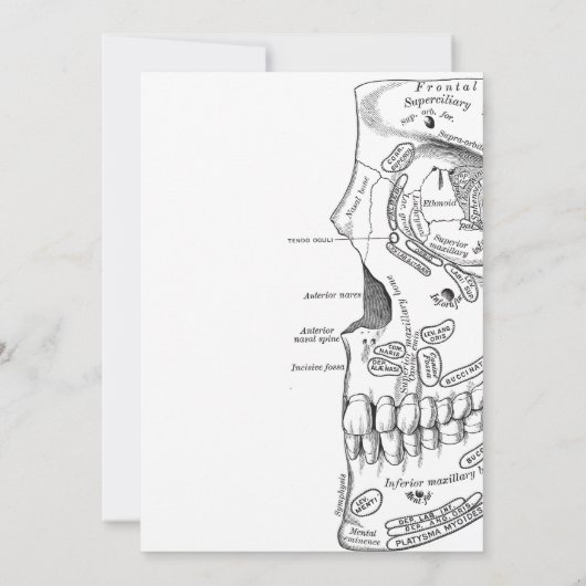Minimale moderne anatomie schedel wetenschap kaart (Achterkant)