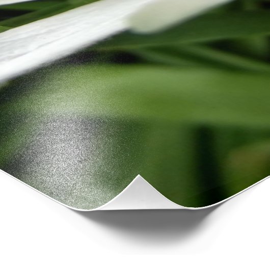 Minimale Natuur witte annemonventilator Foto Afdruk (Hoek)