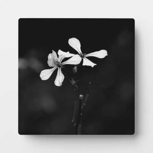 Minimale zwart-wit bloemen fotoplaat (Voorkant)
