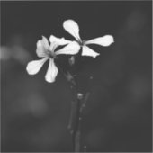 Minimale zwart-wit bloemen sticker (Voorkant)