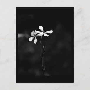 minimale zwart-wit bloemmotief briefkaart