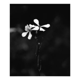 minimale zwart-wit bloemmotief foto afdruk