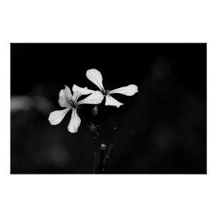 minimale zwart-wit bloemmotief perfect poster