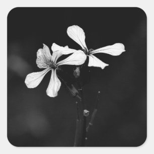 minimale zwarte en witte bloemen vierkante sticker