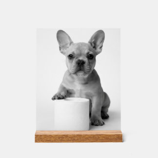 Minimalist Funny French Bulldog Guards ToiletPaper Acryl Bord