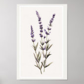 Minimalistische aquarel Lavendel Bloem Stammen Poster (Voorkant)