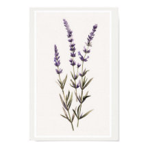 Minimalistische aquarel Lavendel Bloem Stammen