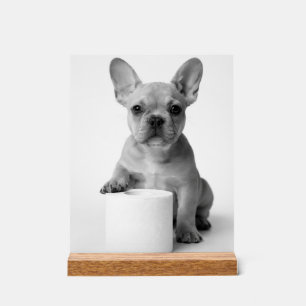 Minimalistische Grappige Franse Bulldog Waakt Over Acryl Bord