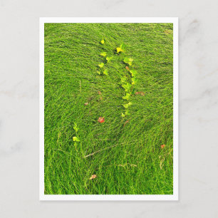 Minimalistische groene klimop in stromend gras fot briefkaart