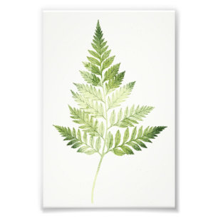 Minimalistische groene varen botanische illustrati foto afdruk