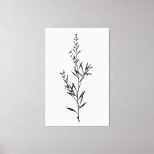 Minimalistische monochrome rozemarijn springschets canvas afdruk