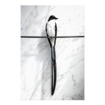 Minimalistische vogel op draad fotografie