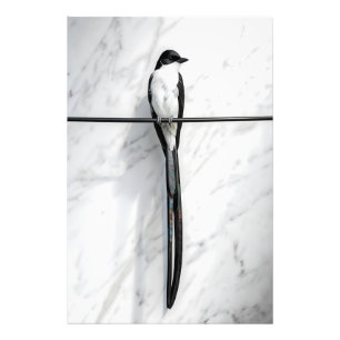 Minimalistische vogel op draad fotografie foto afdruk