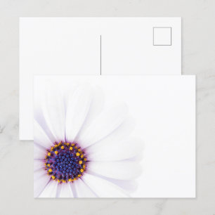 Minimalistische witte Daisy bloem op witte achterg Briefkaart