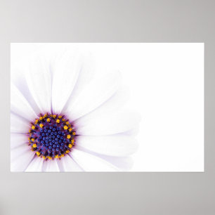 Minimalistische witte madeliefjesbloem op witte ac poster