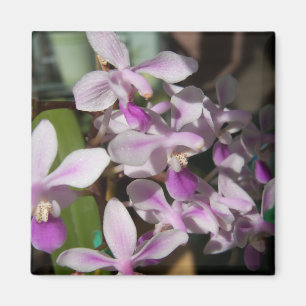 miniorchideeën magneet