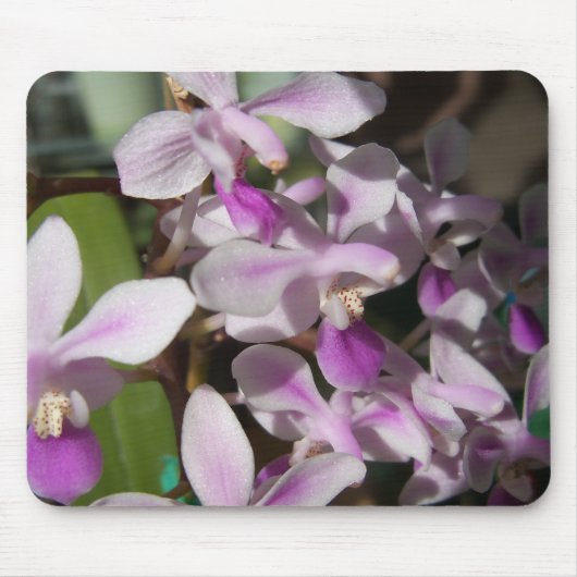 miniorchideeën muismat (Voorkant)