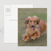 Miniture Dachshund Running Briefkaart (Voorkant / Achterkant)