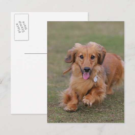 Miniture Dachshund Running Briefkaart (Voorkant / Achterkant)