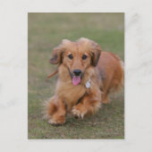Miniture Dachshund Running Briefkaart (Voorkant)