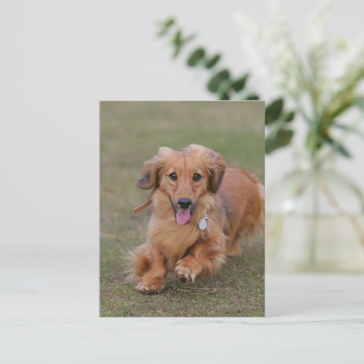 Miniture Dachshund Running Briefkaart (Staand voorkant)