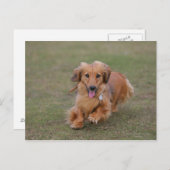 Miniture Dachshund Running Briefkaart (Voorkant / Achterkant)