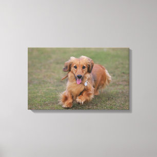 Miniture Dachshund Running Canvas Afdruk