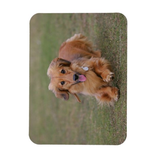 Miniture Dachshund Running Magneet (Verticaal)