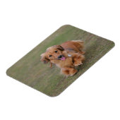 Miniture Dachshund Running Magneet (Linkerzijde)