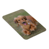 Miniture Dachshund Running Magneet (Rechterzijde)