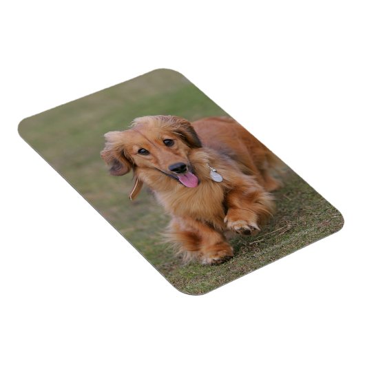 Miniture Dachshund Running Magneet (Rechterzijde)