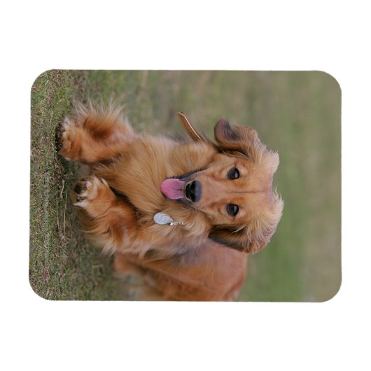 Miniture Dachshund Running Magneet (Horizontaal)