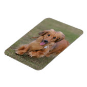 Miniture Dachshund Running Magneet (Linkerzijde)