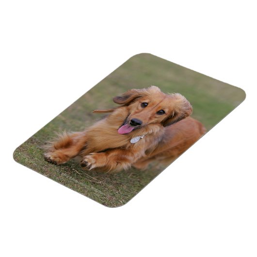 Miniture Dachshund Running Magneet (Linkerzijde)