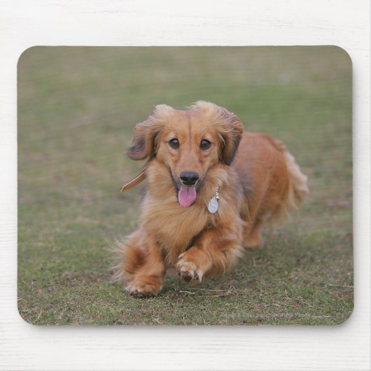 Miniture Dachshund Running Muismat (Voorkant)