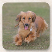 Miniture Dachshund Running Onderzetter (Voorkant)