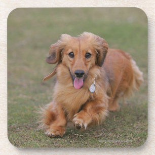 Miniture Dachshund Running Onderzetter