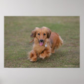 Miniture Dachshund Running Poster (Voorkant)