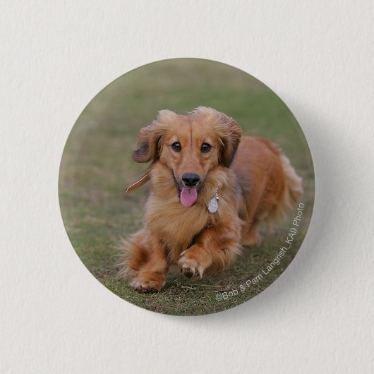 Miniture Dachshund Running Ronde Button 5,7 Cm (Voorkant)