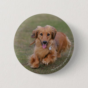 Miniture Dachshund Running Ronde Button 5,7 Cm