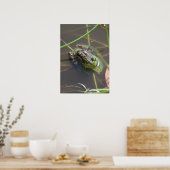 Mink-kikker Poster (Keuken)