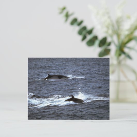 Minke walvis briefkaart (Staand voorkant)