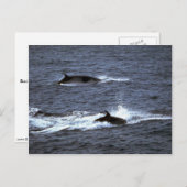 Minke walvis briefkaart (Voorkant / Achterkant)