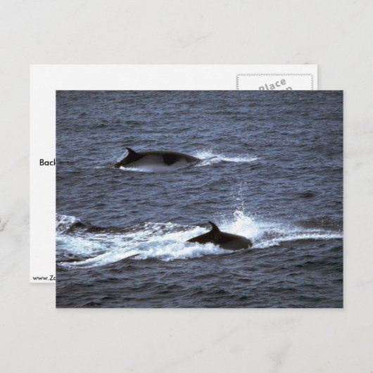Minke walvis briefkaart (Voorkant / Achterkant)